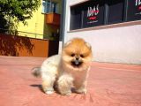 Yarışma Duzeyinde Micro 0,60 Burun  3 Aylik Dişi  Teddybear Teddyface Ayı Surat Pomeranian Boo  A Plus  Safkan