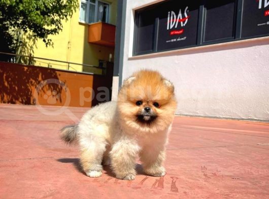 Yarışma Duzeyinde Micro 0,60 Burun  3 Aylik Dişi  Teddybear Teddyface Ayı Surat Pomeranian Boo  A Plus  Safkan görsel