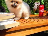 Yarışma Duzeyinde Micro 0,60 Burun  3 Aylik Dişi  Teddybear Teddyface Ayı Surat Pomeranian Boo  A Plus  Safkan
