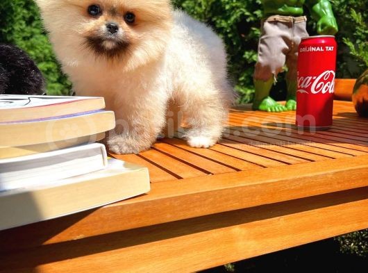 Yarışma Duzeyinde Micro 0,60 Burun  3 Aylik Dişi  Teddybear Teddyface Ayı Surat Pomeranian Boo  A Plus  Safkan görsel