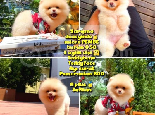 Yarışma Duzeyinde Micro  0,50 Pembe Burun 3 Aylik Dişi  Teddybear Teddyface Ayı Surat