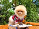 Yarışma Duzeyinde Micro  0,50 Pembe Burun 3 Aylik Dişi  Teddybear Teddyface Ayı Surat