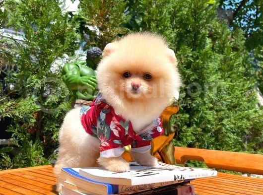 Yarışma Duzeyinde Micro  0,50 Pembe Burun 3 Aylik Dişi  Teddybear Teddyface Ayı Surat görsel
