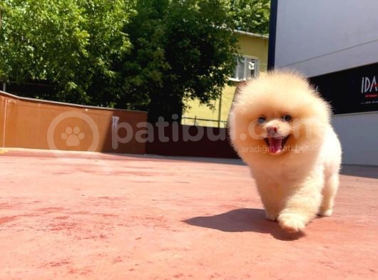 Yarışma Duzeyinde Micro  0,50 Pembe Burun 3 Aylik Dişi  Teddybear Teddyface Ayı Surat görsel