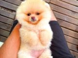 Yarışma Duzeyinde Micro  0,50 Pembe Burun 3 Aylik Dişi  Teddybear Teddyface Ayı Surat