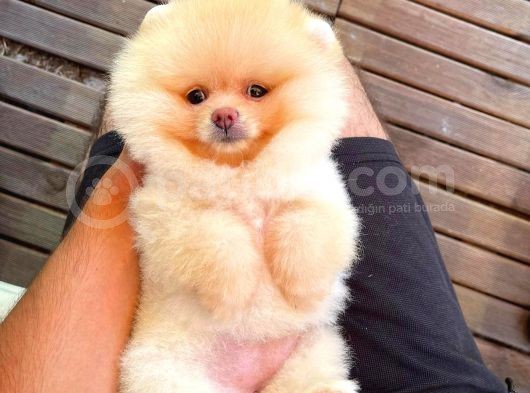 Yarışma Duzeyinde Micro  0,50 Pembe Burun 3 Aylik Dişi  Teddybear Teddyface Ayı Surat görsel