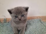 British Short Yavru Kedi