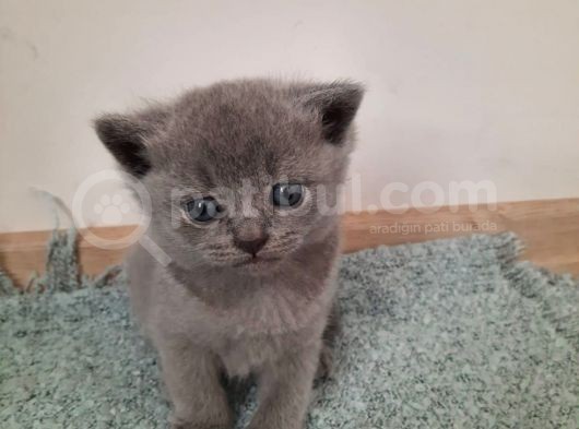 British Short Yavru Kedi görsel