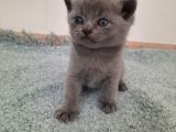 British Short Yavru Kedi