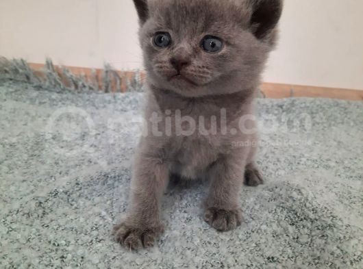 British Short Yavru Kedi