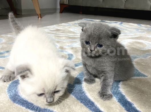 Blue Point- Scottish/British Fold 30 Günlük görsel