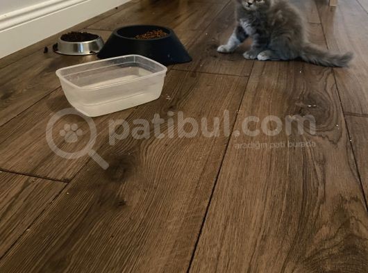 Sahiplendirme British Longhair görsel