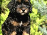 En Özel Renk Phantom Poodle Yavrumuz