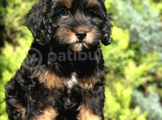 En Özel Renk Phantom Poodle Yavrumuz görsel