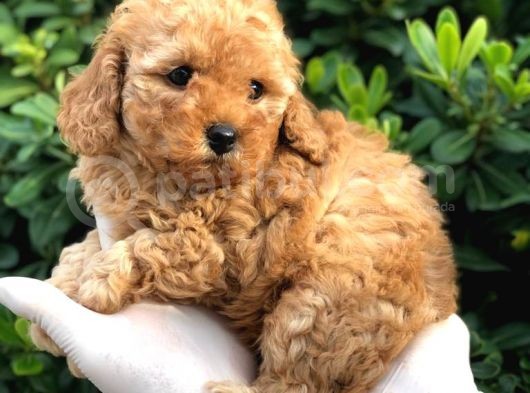 Toy Poodle Yavrular görsel