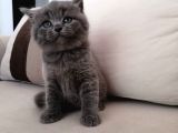 Gri SCRli Scottish Fold TYavrular 2 Aylık