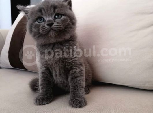 Gri Scrli Scottish Fold Tyavrular 2 Aylık