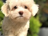 Yeşil Gözlü Tatlı Maltıpoo Yavrumuz