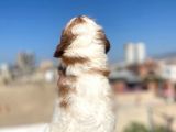 Cavalier King Charles