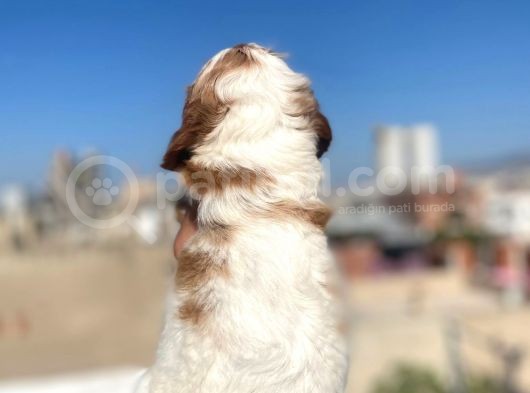 Cavalier King Charles görsel