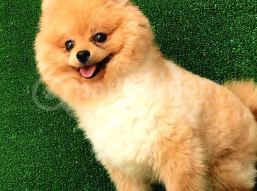 10 Aylık Pomeranian