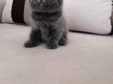 Gri Scrli Scottish Fold Tyavrular 2 Aylık
