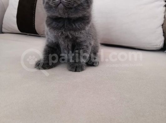 Gri Scrli Scottish Fold Tyavrular 2 Aylık görsel