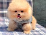 Safkan Pomerani̇an Boo Yavrularimiz