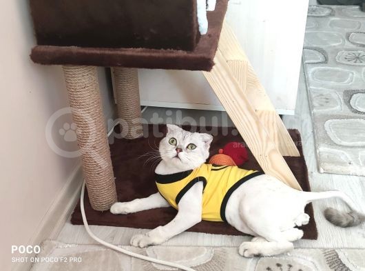 Scottish Fold Silver Yetişkin Erkek görsel