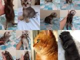Ev Ortamında Dünyaya Gelen Scottish Fold Ve Scottish Straight Yavrularımız