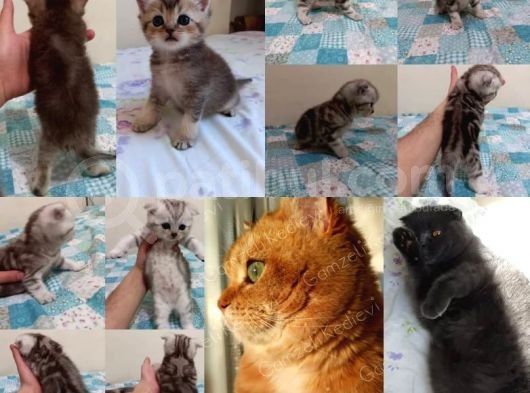 Ev Ortamında Dünyaya Gelen Scottish Fold Ve Scottish Straight Yavrularımız