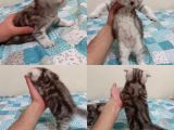 Ev Ortamında Dünyaya Gelen Scottish Fold Ve Scottish Straight Yavrularımız