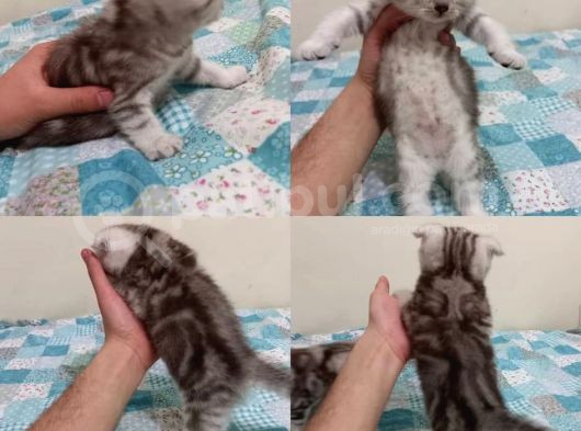 Ev Ortamında Dünyaya Gelen Scottish Fold Ve Scottish Straight Yavrularımız görsel