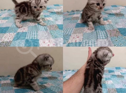 Ev Ortamında Dünyaya Gelen Scottish Fold Ve Scottish Straight Yavrularımız görsel