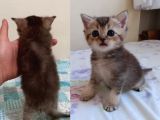Ev Ortamında Dünyaya Gelen Scottish Fold Ve Scottish Straight Yavrularımız
