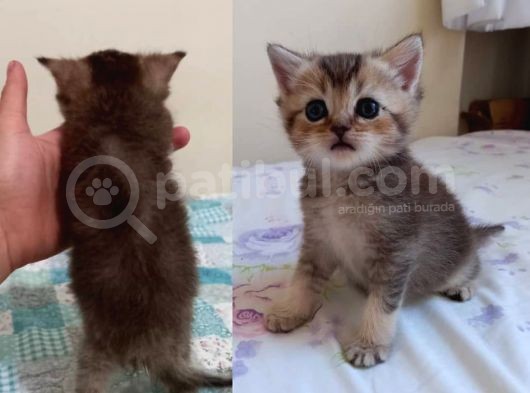 Ev Ortamında Dünyaya Gelen Scottish Fold Ve Scottish Straight Yavrularımız görsel