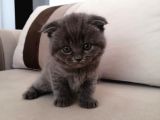 Gri Scrli Scottish Fold Tyavrular 2 Aylık