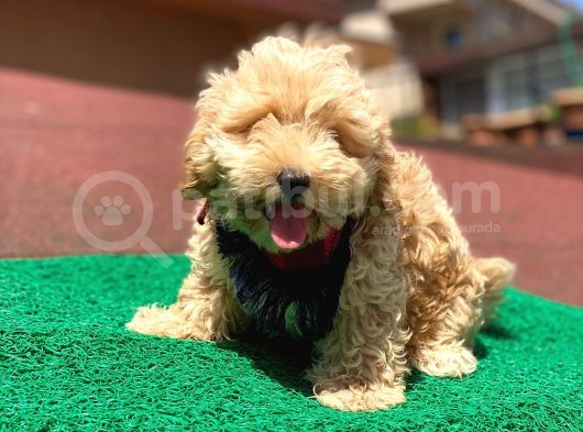 Safkan Malti̇po Oğlumuz görsel