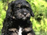 Farklı Ve Özel Renk Phantom Poodle Yavrularımız