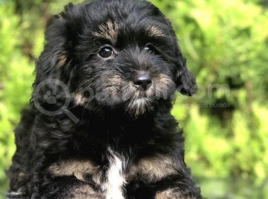 Farklı Ve Özel Renk Phantom Poodle Yavrularımız görsel