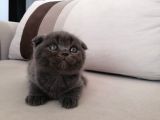 Gri Scrli Scottish Fold Tyavrular 2 Aylık