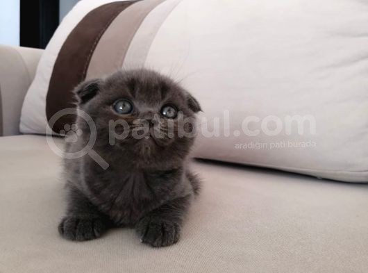 Gri Scrli Scottish Fold Tyavrular 2 Aylık görsel