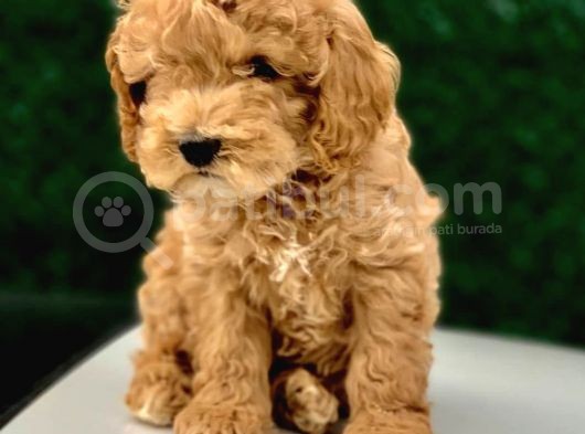Toy Poodle Yavrular