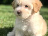 Latte Renk Maltıpoo Yavrumuz
