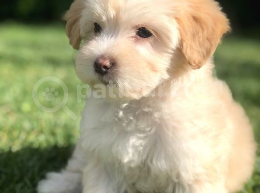 Latte Renk Maltıpoo Yavrumuz görsel
