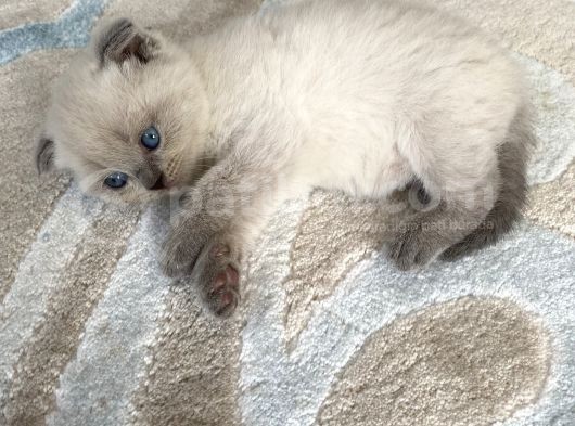 Blue Point- Scottish/British Fold 30 Günlük görsel