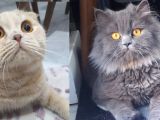 Gri Scrli Scottish Fold Tyavrular 2 Aylık