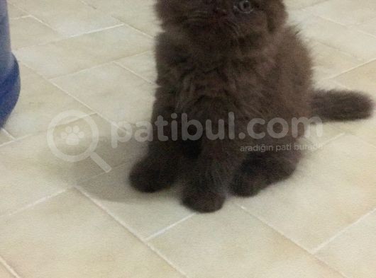 2 Aylık Tosuncuk görsel