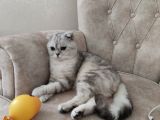 Scottish Fold Silver Yetişkin Erkek