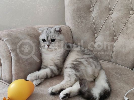 Scottish Fold Silver Yetişkin Erkek